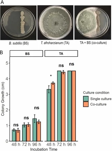 Compatibility of B. subtilis (BS) and T. afroharzianum (TA) under single and dual-culture conditions. (A) Colony morphology of BS, TA, and their dual culture on half-strength potato dextrose agar (½ PDA). The bacterial inoculum was applied as a single linear streak (approximately 10^8 CFU mL⁻¹), whi