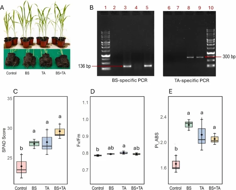 Effects of B. subtilis (BS) and T. afroharzianum (TA) inoculation on sorghum growth, photosynthetic performance, rhizosphere siderophore production, and PCR-based confirmation of microbial colonization. (A) Phenotype of sorghum plants and root systems under different treatments. (B) PCR confirmation