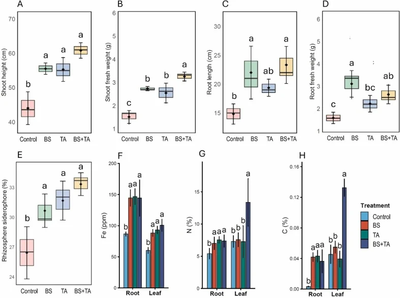 Effects of B. subtilis (BS) and T. afroharzianum (TA) inoculation on sorghum growth under greenhouse conditions. Box plots show (A) shoot height, (B) shoot fresh weight, (C) root length, (D) root fresh weight, (E) rhizosphere siderophore production and (F, G, H) nutrient status (Fe, N and C) in sorg