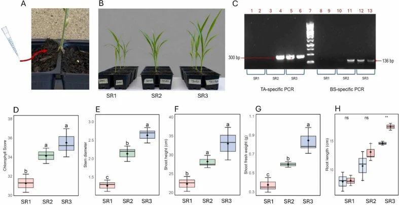 Effects of B. subtilis (BS) and T. afroharzianum (TA) co-inoculation in a split-root system. Plants were initially grown in sterile soil for 2 weeks and subsequently transferred to a split-root system for an additional 4 weeks. Treatments were SR1 (control/control), SR2 (control/BS+TA), and SR3 (BS+