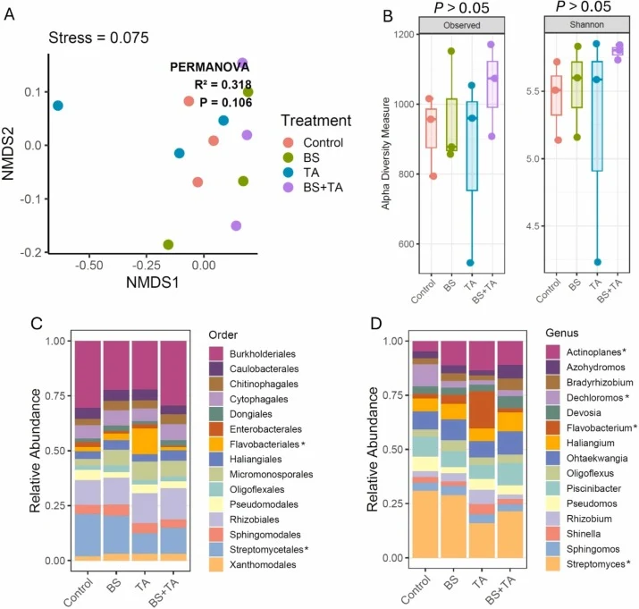 Effects of B. subtilis (BS) and T. afroharzianum (TA) inoculation on the root bacterial community (16S) of sorghum. (A) Non-metric multidimensional scaling (NMDS) ordination based on Bray–Curtis dissimilarity showing bacterial community composition across different treatments. (B) Alpha diversity of