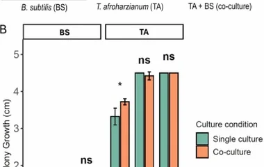 枯草芽孢杆菌与哈茨木霉共接种重塑高粱根系微生物组