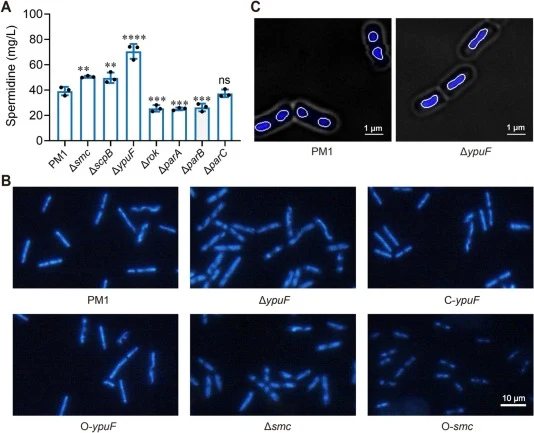The protein YpuF affects both the genome morphology and spermidine synthesis. (A) Measurement of spermidine production in the starting strain PM1 and its derived strains. The values were means ± SDs of triplicate assays. Statistical significance was determined by Student's t-test. ns indicates no si