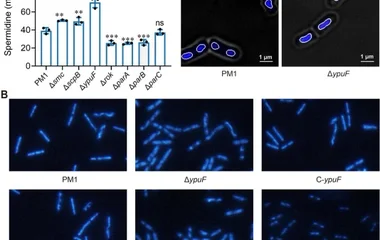 整合三维基因组工程与代谢优化提升解淀粉芽孢杆菌亚精胺生物合成
