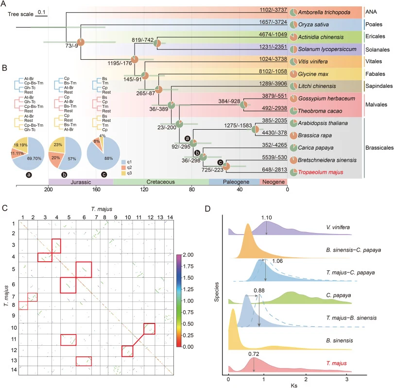 Phylogenetic position, divergence time and whole-genome duplication (WGD) events of nasturtium. (A) Phylogeny and divergence time of nasturtium and 13 other angiosperms. The expanded and contracted gene families were colored with green and orange respectively in the pie charts. (B) Estimated proport