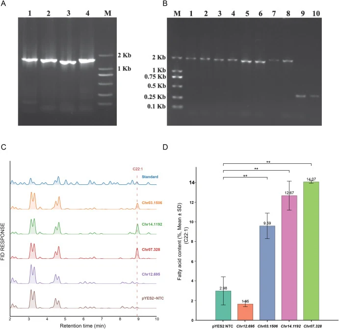 Functional characterization of four candidate genes. (A) Coding region of Chr12.695 (Line 1), Chr03.1506 (Line 2), Chr14.1192 (Line 3), and Chr07.328 (Line 4). (B) Colony PCR identification for Chr12.695 (Line 1-2), Chr03.1506 (Line 3-4), Chr14.1192 (Line 5-6), Chr07.328 (Line 7-8) on vector pYES2/N