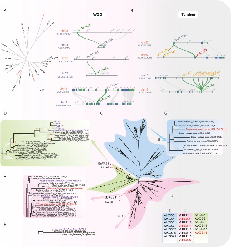 The evolutionary history of candidate KCS functional genes in nasturtium and parallel evolution of KCS genes involved in the erucic acid biosynthesis. (A) Phylogenetic and collinearity relationships of the 25 candidate KCS genes in nasturtium. Genes in red: functionally validated genes. (B) Duplicat