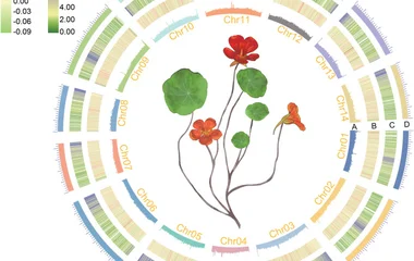 旱金莲多组学揭示芥酸生物合成的平行进化机制