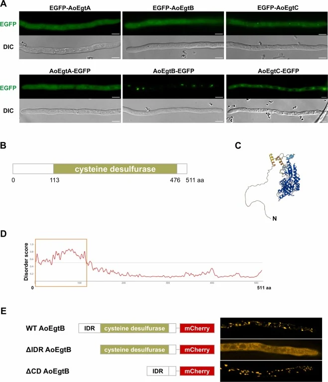 Subcellular localization analysis of EGT biosynthetic enzymes in A. oryzae. (A) Strains in which EGFP was fused to the N-terminus or C-terminus of AoEgtA, AoEgtB, and AoEgtC were cultured in liquid medium overnight and observed under a fluorescence microscope. Scale bars, 10 μm. (B) The primary stru