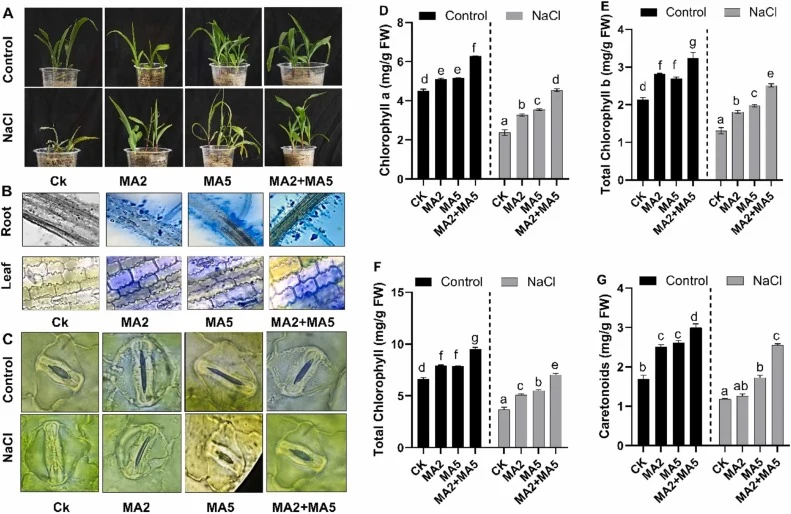 (A) Maize plants grown under control conditions and NaCl-induced stress supplemented with MA2 and MA5. (B) Maize transverse sections showing the colonization of A. niger and A. oryzae MA2+MA5 fungal endophytes exposed to salt stress (200 mM NaCl); upper panel, root colonization; lower panel, leaf co