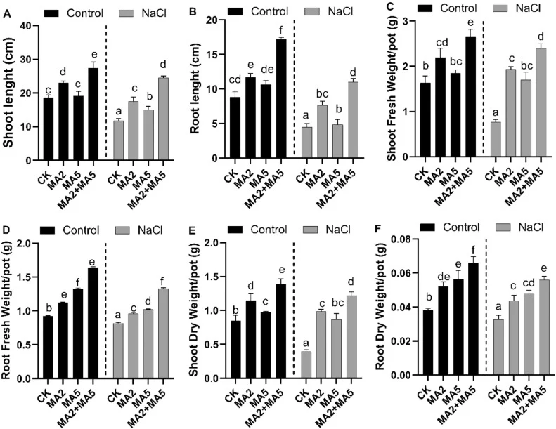 Influence of A. niger (MA2) and A. oryzae (MA5) on vegetative growth parameters. (A) Shoot length (SL), (B) root length (RL), (C) shoot fresh weight (SFW), (D) root fresh weight (RFW), (E) shoot dry weight (SDW), and (F) root dry weight (RDW) of salt-affected maize. The data show the means ± SE of e