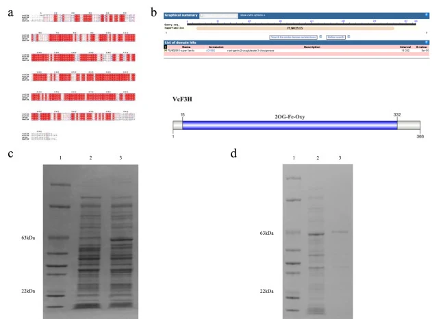 Sequence characteristics and recombinant expression of VcF3H. (a) Multiple sequence alignment analysis. (b) Conserved domain analysis of VcF3H. (c) SDS-PAGE analysis of induced VcF3H expression: lane 1, marker; lane 2, pET32a/BL21(DE3) empty-vector strain; lane 3, pET32a-VcF3H/BL21(DE3) recombinant
