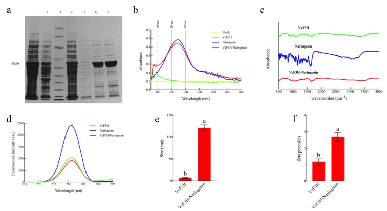 Multispectroscopic characterization of the interaction between VcF3H and naringenin. (a) SDS-PAGE analysis of purified VcF3H. Lane 1, sample supernatant; lane 2, diluted sample supernatant; lane 3, protein marker; lane 4, flow-through fraction; lane 5, wash fraction; lane 6, elution fraction 2; lane