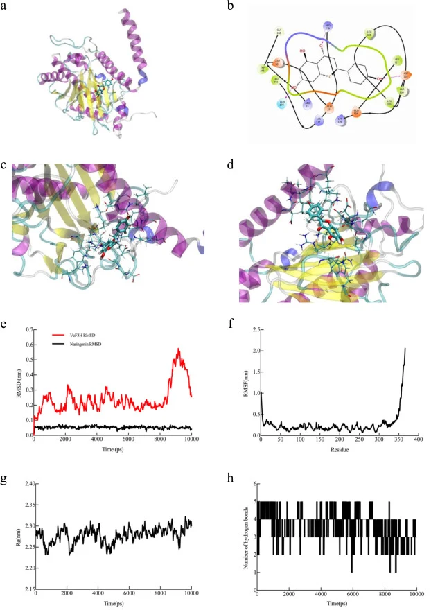 Molecular docking and molecular dynamics simulation of the interaction between VcF3H and naringenin. The 3D conformation (a) and 2D conformation (b) of the VcF3H–naringenin complex. (c), (d) Binding pocket of the interaction between VcF3H and naringenin. (e) RMSD variation curve over time. (f) RMSF