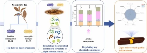 Tea-derived Bacillus licheniformis and Aspergillus neoniger 