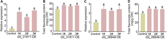 Functional analysis of flavonoid biosynthesis genes in G. biloba leaves through transient overexpression. Relative expression of genes related to flavonoid biosynthesis (A, C) and measurement of flavonoid content (B, D) after transient expression of Gb_01811 and Gb_06949 in G. biloba leaves. Data ar