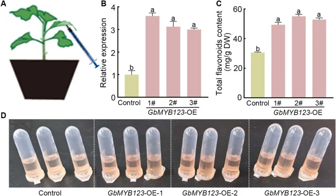 In vivo functional validation of GbMYB123 through Agrobacterium-mediated transient overexpression in intact G. biloba leaves. A Procedure used for transient overexpression of GbMYB123. B Relative transcript abundance of GbMYB123. C–D Total flavonoid content (mg/g dry weight) and visual appearance of