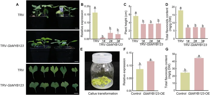 Functional validation of GbMYB123 in flavonoid biosynthesis by VIGS-mediated gene silencing in seedlings and GbMYB123 overexpression in calli. A Macroscopic visual phenotypes of VIGS-silenced G. biloba seedlings. Scale bars = 2 cm. B Relative transcript abundance of endogenous GbMYB123. C Primary pl