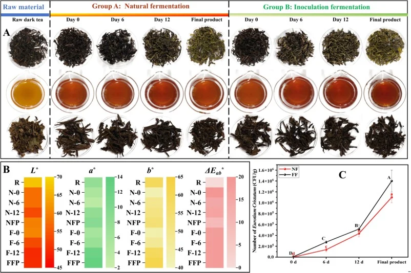 Comparison of natural fermentation and Aspergillus strain OA3-inoculated fermentation during the production of Fu tea: morphological characteristics of dry tea leaves, tea infusion, and tea residue (A), chromaticity values of tea infusion (B), and E. cristatum biomass (C). R, raw dark tea; F0, OA3 i