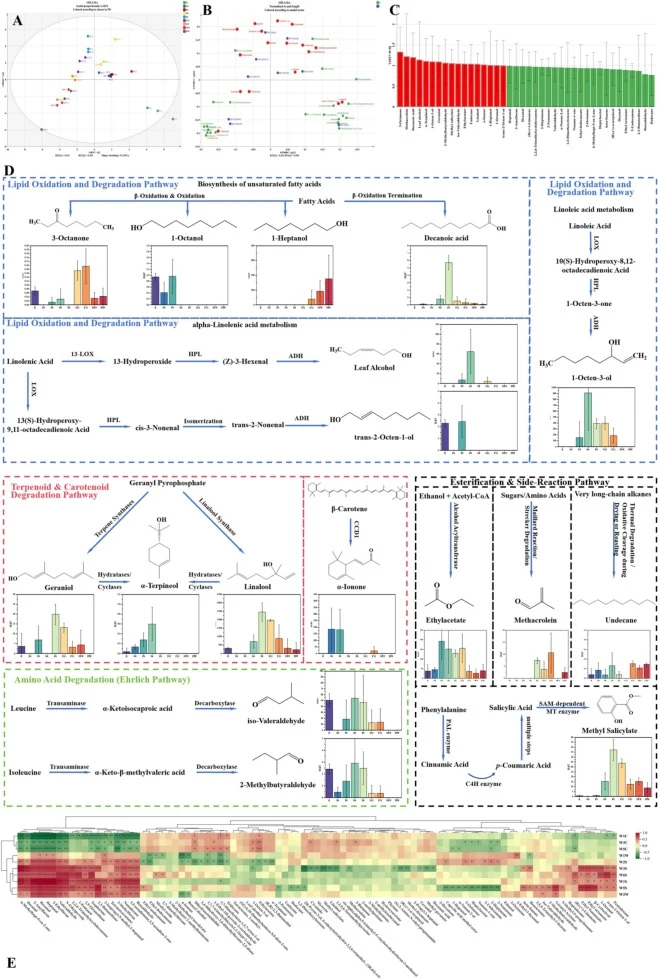 Key aroma-active compounds and flavor correlation analysis during Fu tea processing: (A) OPLS-DA score plot, (B) OPLS-DA loading plot, (C) VIP value plot, (D) Putative metabolic pathway of key aroma-active compounds, (E) Correlation heatmap between electronic nose and volatile compounds. R, raw dark