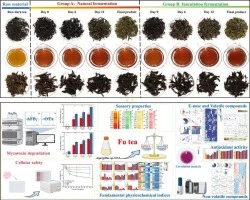 Inoculation of Aspergillus strain OA3 enhances aflatoxin B1 