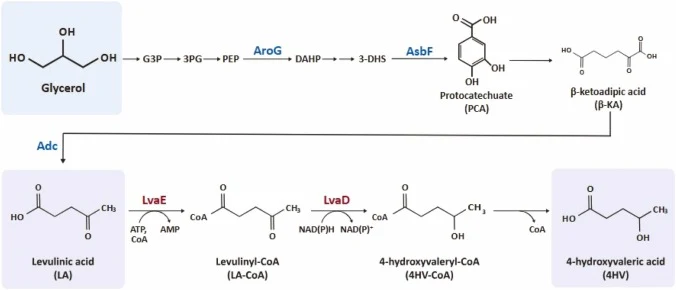 恶臭假单胞菌KT2440中以甘油和LA生物合成4HV的途径。