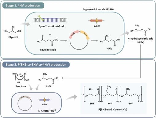 A new strategy for enhanced P(3HB-co-3HV-co-4HV) terpolymer synthesis using 4HV in C. necator derived from P. putida KT2440. A two-step strategy for sustainable synthesis of P(3HB-co-3HV-co-4HV) terpolymer.