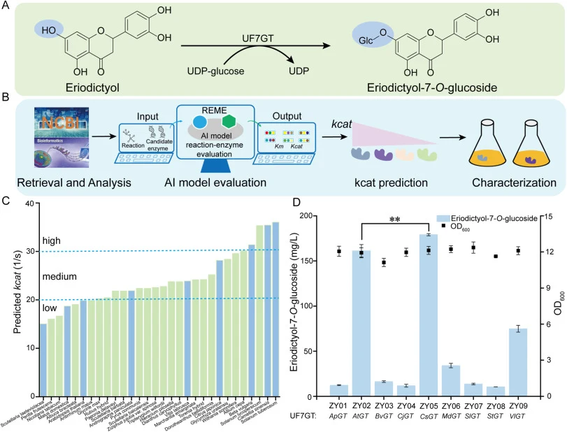 Mining and characterization of UF7GTs. (A) Schematic of the eriodictyol-7-O-glucoside biosynthetic pathway in engineered S. cerevisiae. (B) Workflow for UF7GT mining and characterization. Relevant UF7GT sequences were retrieved from the NCBI database and subjected to preliminary bioinformatic analys