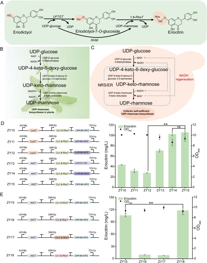 Engineering of eriocitrin biosynthesis. (A) Biosynthetic pathway from eriodictyol to eriocitrin, involving three enzymes (UF7GT, RHM, and 1,6-RhaT) and two glycosyl donors (UDP-glucose and UDP-rhamnose). (B) The native UDP-rhamnose biosynthesis pathway in plants utilizes two cofactors: NAD+ and NADP