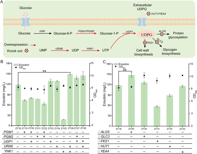 Engineering UDP-glucose metabolism to enhance eriocitrin production. (A) Schematic representation of UDP-glucose biosynthesis, consumption, and transport in S. cerevisiae. Red arrows denote gene overexpression, and red crosses indicate gene knockout. (B) Eriocitrin production following overexpressio