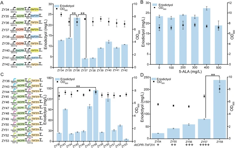 Engineering of de novo eriodictyol biosynthesis. (A) Screening of heterologous F3′H and CPR gene combinations for constructing eriodictyol-producing strains. (B) Effect of supplementing different concentrations of 5-ALA on eriodictyol production. (C) Effect of using promoters with different strength