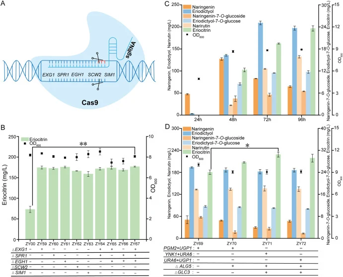 Construction and optimization of a de novo eriocitrin biosynthetic pathway. (A) Schematic of CRISPR-Cas9-mediated knockout of endogenous glycoside hydrolase genes in S. cerevisiae. (B) Residual eriocitrin after incubation of engineered strains supplemented with 200 mg/L eriocitrin as substrate. A pl