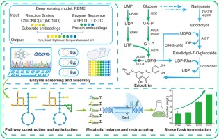 De novo biosynthesis of eriocitrin in Saccharomyces cerevisi