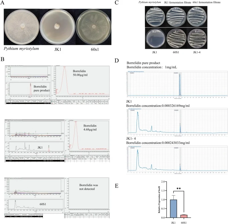 Identification of ltrA as a regulator of borrelidin biosynthesis via UV mutagenesis and functional validation. (A) Antagonistic activity assay against Pythium myriotylum using fermentation filtrates of wild-type JK1 and mutant 60 s1, demonstrating the loss of inhibitory activity in 60 s1. (B) HPLC d