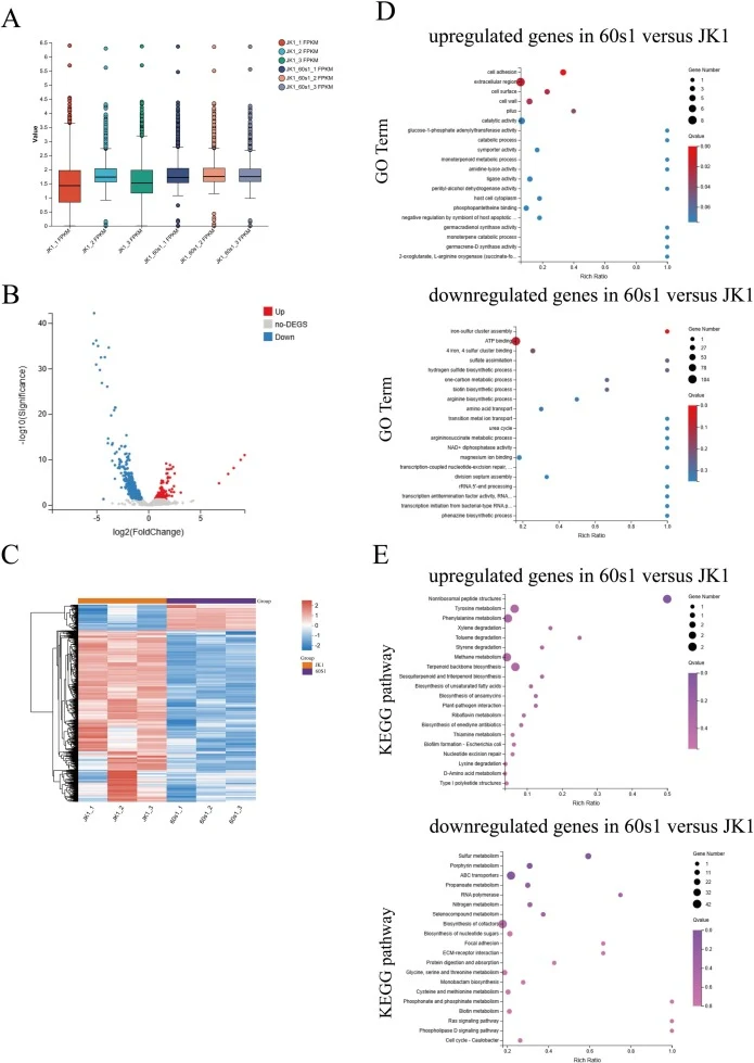 Transcriptomic profiling of wild-type strain JK1 and mutant strain 60 s1 after 6 days of cultivation. (A) Box plot showing the distribution of expression levels for differentially expressed genes (DEGs) between wild-type JK1 and mutant 60 s1.(B) Volcano plot visualizing transcriptomic differences be
