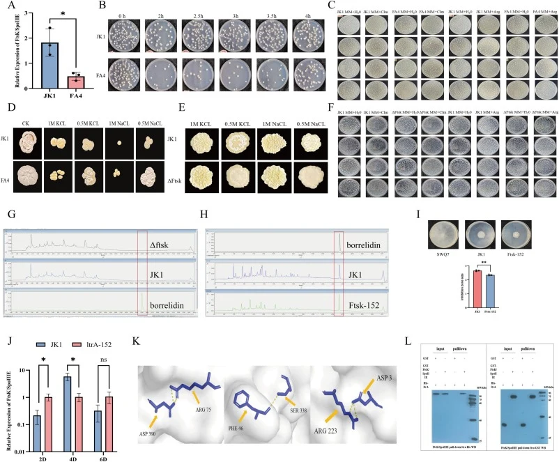 Regulatory association and interaction between LtrA and FtsK/SpoIIIE. (A) qRT-PCR analysis of FtsK/SpoIIIE expression in wild-type JK1 and the ltrA-truncated mutant FA4. The transcript level of FtsK/SpoIIIE was significantly downregulated by 3.74-fold in FA4 compared to JK1. Data represent mean ± SD