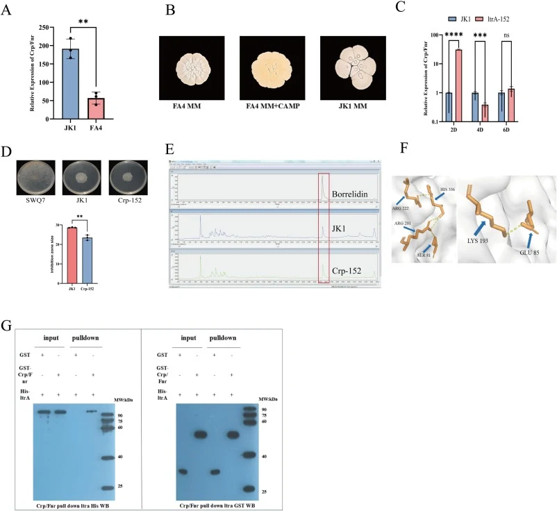 Regulatory association and interaction between LtrA and Crp/Fnr.(A) qRT-PCR analysis of Crp/Fnr expression in wild-type JK1 and FA4, showing a substantial downregulation of Crp/Fnr in FA4 (reduction by 3.36-fold).(B) Effects of cAMP supplementation on FA4 morphology and antifungal activity. Addition
