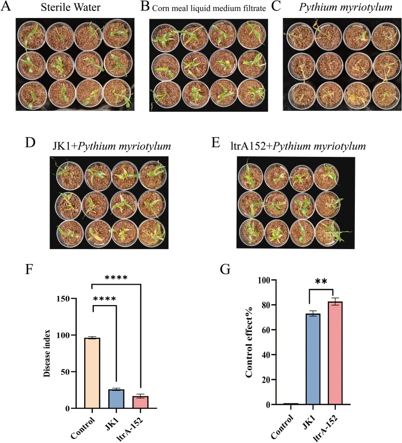 Biocontrol efficacy of the ltrA-overexpression strain against ginger rhizome rot.(A–E) Representative images of ginger plants in pot experiments infected with Pythium myriotylum strain SWQ7, illustrating disease symptoms under different treatment conditions.(F, G) Comparative biocontrol efficacy of