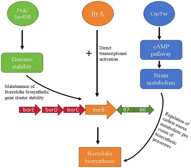 Predicted Regulatory Network Diagram of LtrA on Borrelidin.(The relationship between borE, borD, borC, borB, B7, and B6 is derived from the study “Biosynthesis of the Angiogenesis Inhibitor Borrelidin by Streptomyces parvulus Tü4055: Cluster Analysis and Assignment of Functions”.)