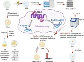 The LtrA protein positively regulates borrelidin biosynthesi