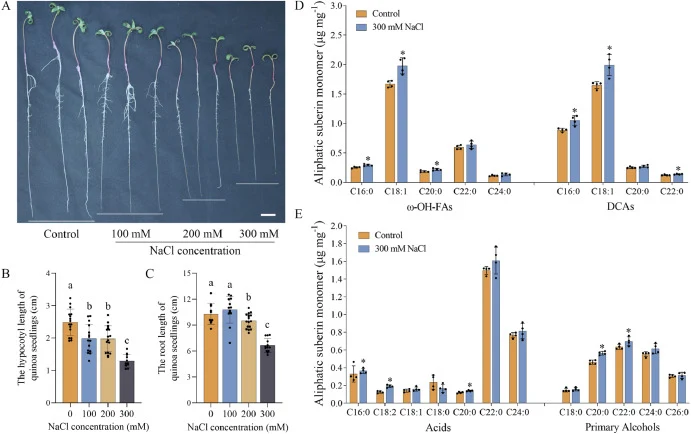 The biosynthesis of root suberin in quinoa is promoted by salt stress. A: The growth of quinoa seedlings under salt stress. Scale bar = 1 cm. B-C: the hypocotyl and root lengths of quinoa seedlings under salt stress. Values represent means ± SD (n ≥ 10). The one-way ANOVA method was used for statist