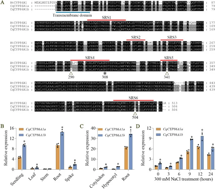 CqCYP86A1a and CqCYP86A1b are induced by salt stress in quinoa roots. A: Sequence alignment of CYP86A1 homologs from Arabidopsis and quinoa. Protein sequences were analyzed using MEGA11 and Gene Doc softs. The transmembrane domain and substrate recognition sites (SRSs) are underlined with blue and r