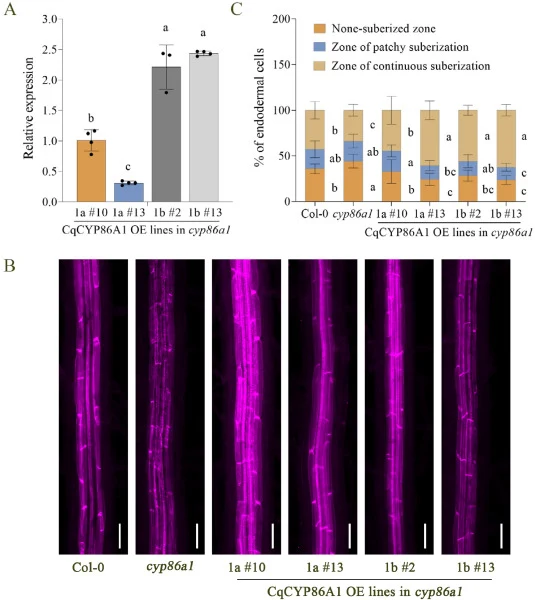 Overexpression of CqCYP86A1a/b completely rescues the root suberization deficiency in seedlings of Arabidopsis cyp86a1 mutant. A: RT-qPCR analysis of CqCYP86A1a/b expression in transgenic Arabidopsis roots. Roots from six-day-old Arabidopsis plants were collected to determine the expression levels o