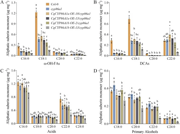 Suberin monomers in 3-week-old roots of Arabidopsis CqCYP86A1a/b OE lines. Each suberin monomers is designated by carbon chain length and labeled by chemical class along the x-axis. Values represent means ± SD (n = 3-4). The one-way ANOVA method was used for statistical values analysis (P < 0.05) an
