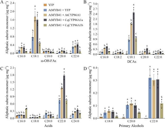 Suberin monomers in tobacco leaves co-expressing AtMYB41 with CYP86A1 homologs. Each suberin monomers is designated by carbon chain length and labeled by chemical class along the x-axis. Values represent means ± SD (n = 4). The one-way ANOVA method was used for statistical values analysis (P < 0.05)