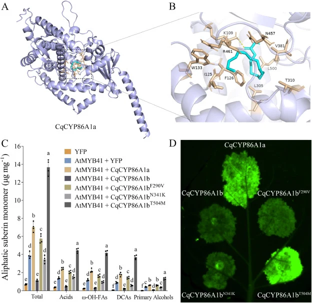 V290F, K341N and M504T variations affected CqCYP86A1b function in suberin biosynthesis and protein abundance in tobacco leaves. A: The molecular model of CqCYP86A1a protein (light blue) with oleic acid (cyan). B: Contact residues (wheat color) in the substrate-binding pocket of CqCYP86A1a. C: Suberi