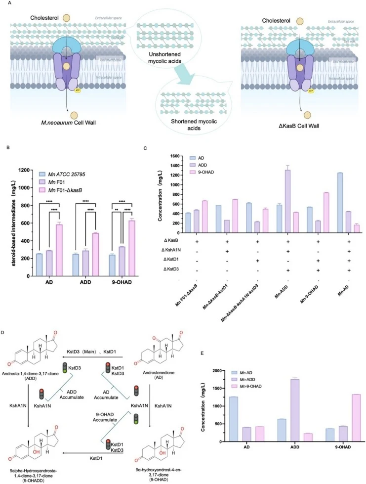 Selective accumulation of steroid intermediate via kasB deletion and kstD/kshA1N combined deletion and overexpression in M.neoaurum ATCC 25795. (A) Schematic of cell wall changes after kasB deletion. Shortened mycolic acids in the ΔkasB mutant increase cell wall permeability and facilitate cholester