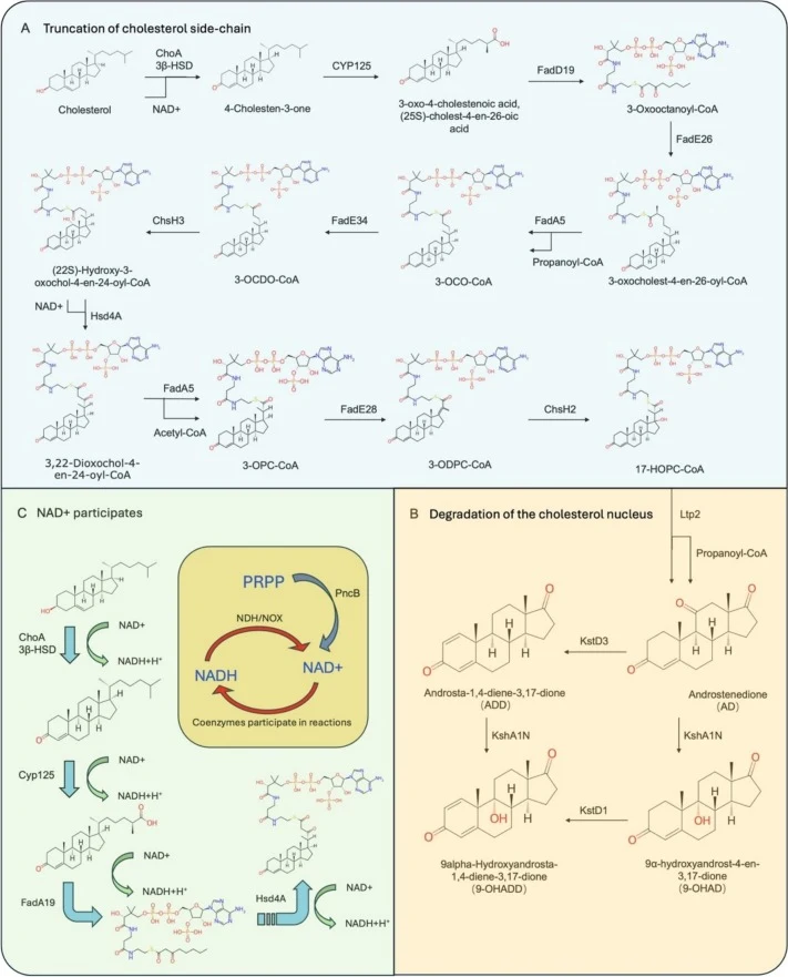 Cholesterol metabolism in M. neoaurum ATCC 25795. (A) Truncation of cholesterol side-chain; ChoA, cholesterol oxidase; 3β-HSD, 3β-hydroxysteroid dehydrogenase; hsd4A, hydroxyacyl-CoAdehydrogenase; Cyp125,cytochrome P450proteins; FadD19, acyl-CoA synthetases; FadE26, FadE28, FadE34, ChsH2 and ChsH3,