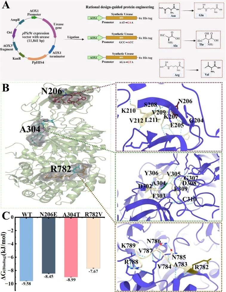 Structural representation of M. alba urease and rationally designed mutation sites. (A) Rational design-guided protein engineering; (B) 3D structure of molecular docking patterns of synthetic wild-type (WT) urease with the target mutation sites; (C) Binding free energy (ΔG) values of mutant N206E, A