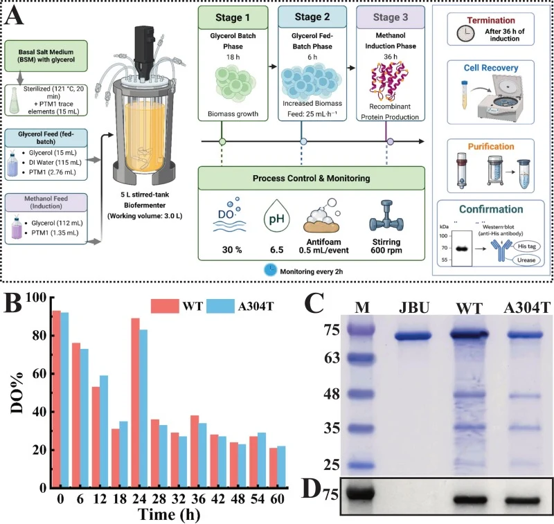 Scale-up production and verification of M. alba urease in P. pastoris biofermenter. (A) schematic representation of a 5 L stirred-tank fermentation process including three phases and optimized conditions; (B) Dissolved Oxygen (DO%) profile showing phase transitions in biofermenter for 60 h; Protein
